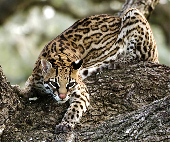 1648825236489000899.jpg top-10-rare-cat-species-in-the-world-picture-8-WmtWqAGhd.jpg