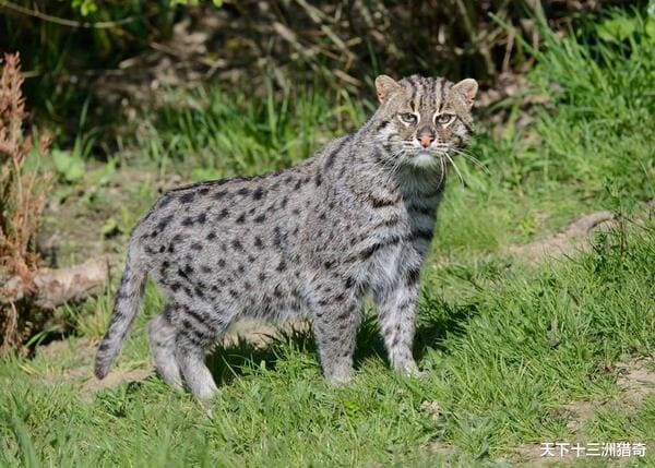1648825252897005729.jpg top-10-rare-cat-species-in-the-world-picture-9-55nD3vTMh.jpg