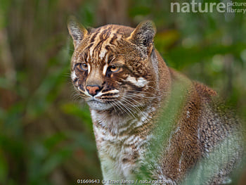 1648825287103020776.jpg top-10-rare-cat-species-in-the-world-picture-11-pJt6wGqiW.jpg